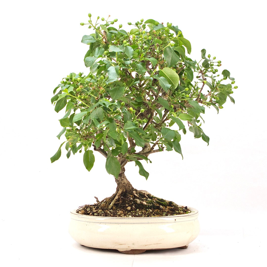 Steinweichsel 'Prunus mahaleb'